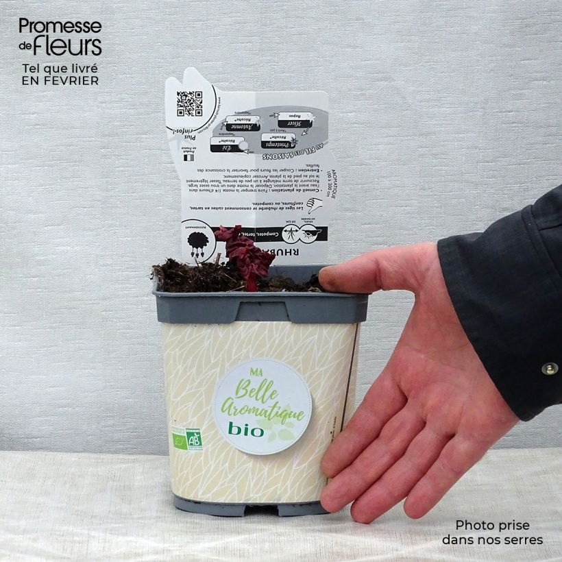 Ruibarbo - Rheum rhaponticum Maceta 1L/1,5L Ejemplar entregado en invierno