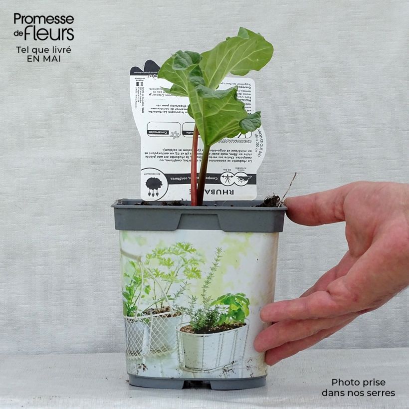 Ruibarbo - Rheum rhaponticum Maceta 1L/1,5L Ejemplar entregado en la primavera