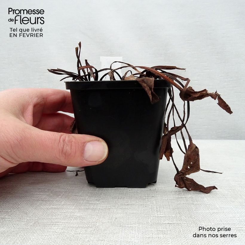 Rheum alexandrae Maceta de 8/9 cm Ejemplar entregado en invierno