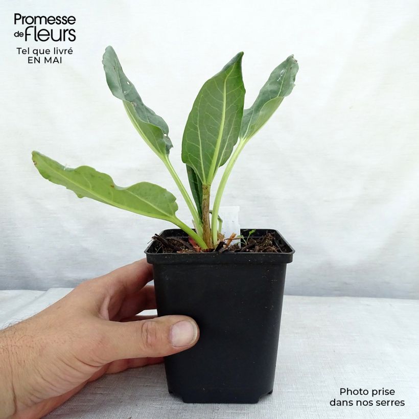 Rheum alexandrae Maceta de 8/9 cm Ejemplar entregado en la primavera