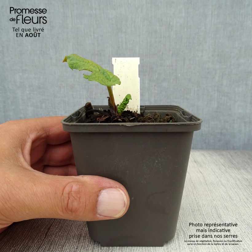 Ejemplar de Rheum palmatum var. tanguticum - Ruibarbo de levante Maceta de 8/9 cm entregado en verano