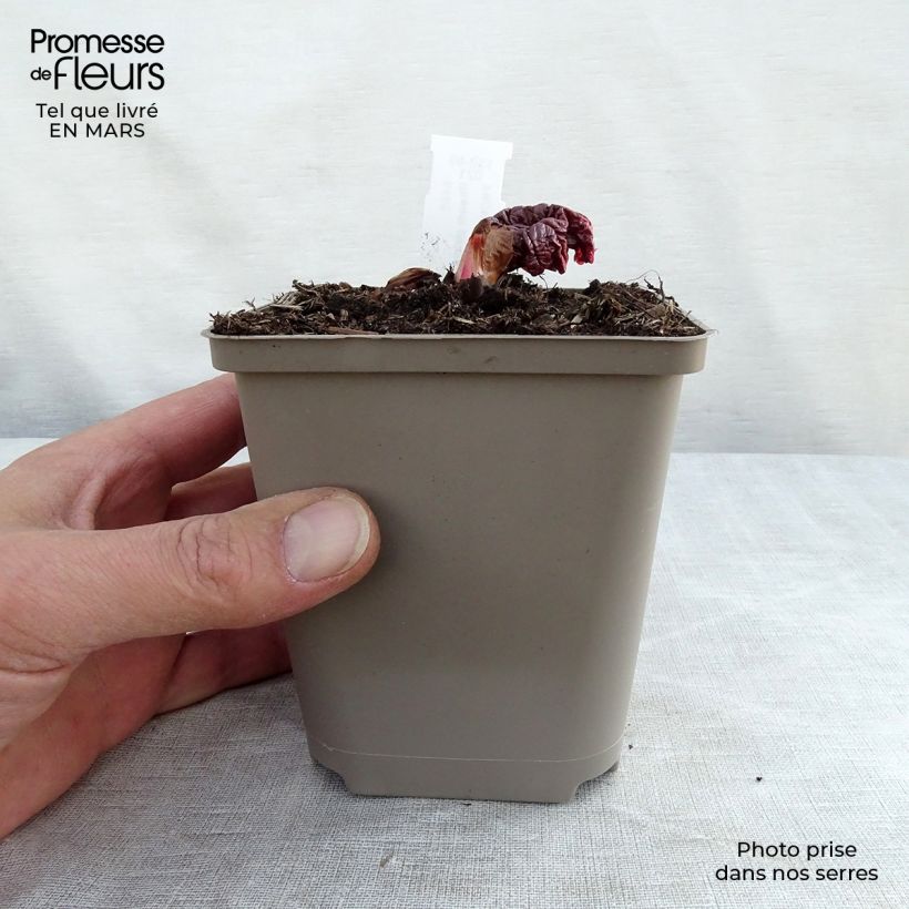 Rheum palmatum var. tanguticum - Ruibarbo de levante Maceta de 8/9 cm Ejemplar entregado en la primavera