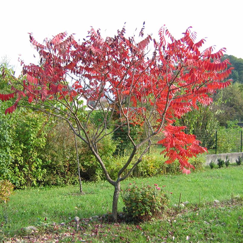 Rhus glabra Laciniata (Porte)
