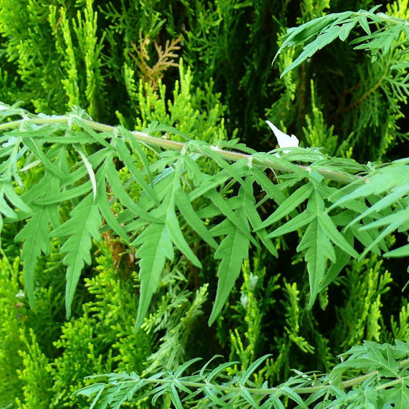 Rhus typhina Dissecta - Zumaque de Virginia (Follaje)