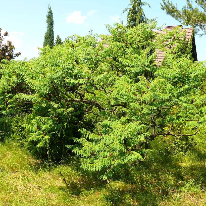 Rhus typhina Dissecta - Zumaque de Virginia (Porte)