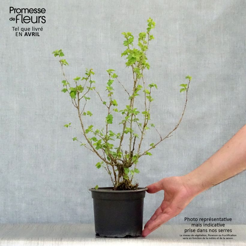 Grosella alpina - Ribes alpinum Maceta 2L/3L Ejemplar entregado en la primavera