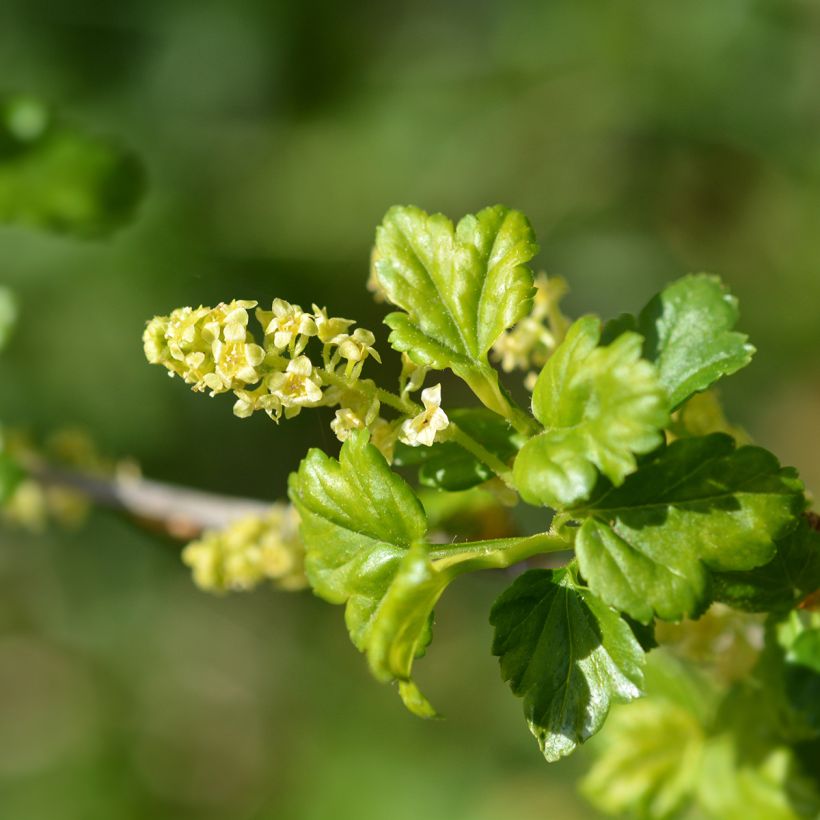 Grosella alpina - Ribes alpinum (Floración)