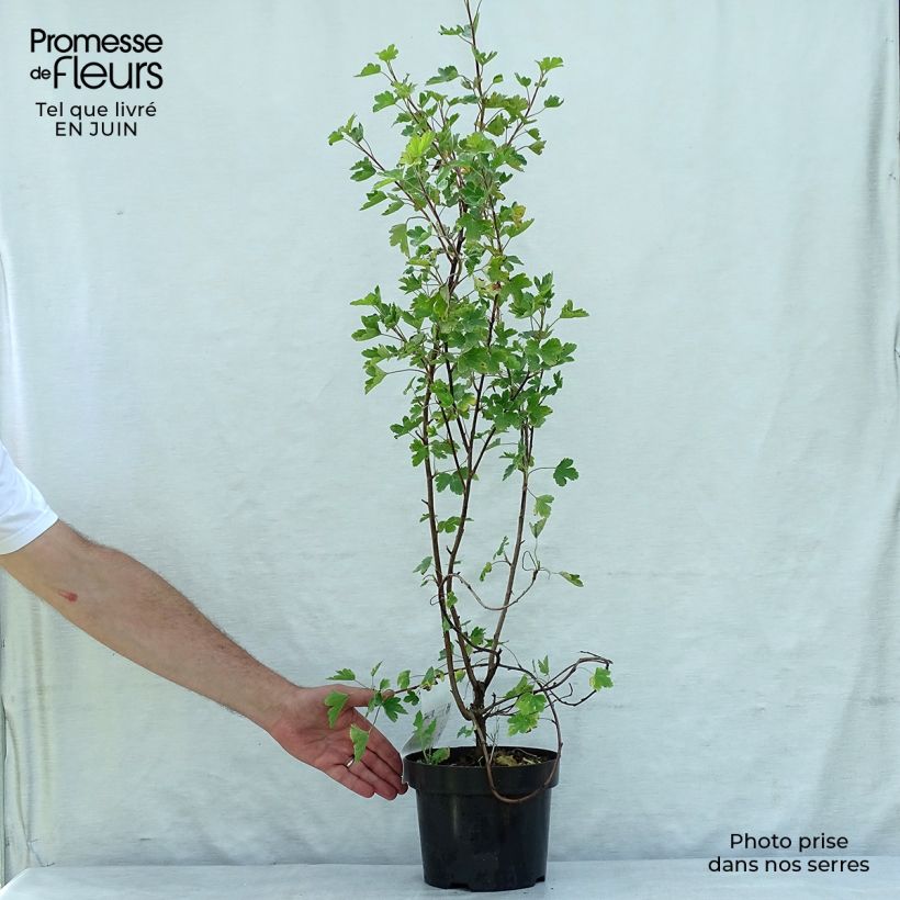Ejemplar de Ribes gordonianum - Grosella dorada Maceta 3L/4L entregado en verano