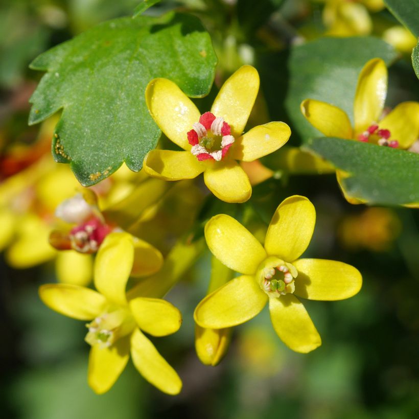 Ribes odoratum - Grosella dorada (Floración)