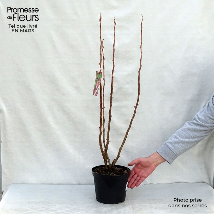 Ribes sanguineum - Grosellero de invierno Maceta 3L/4L Ejemplar entregado en la primavera