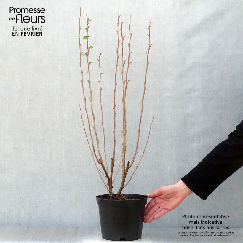 Ribes sanguineum King Edward VII - Grosellero de invierno Maceta 3L/4L Ejemplar entregado en invierno