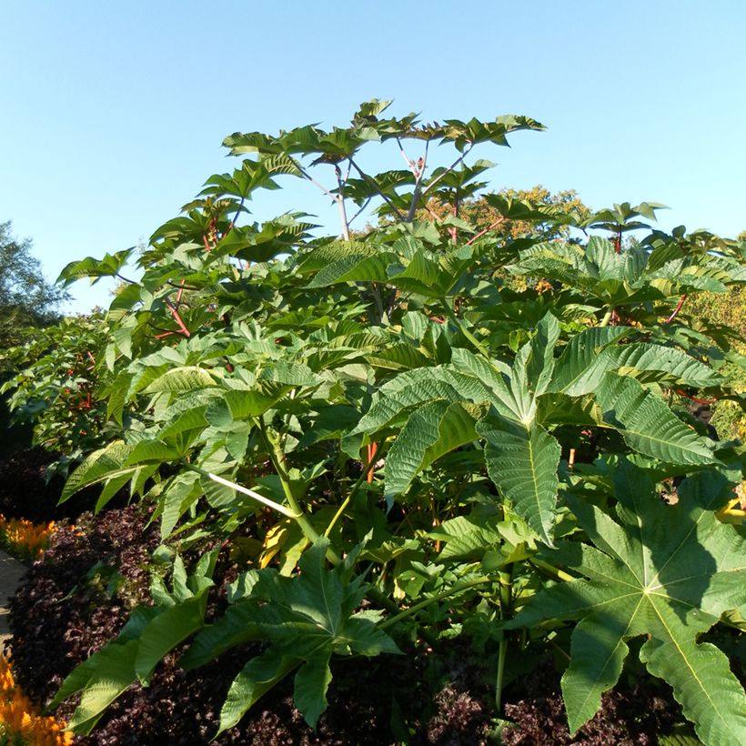 Ricino (semillas) - Ricinus communis (Porte)