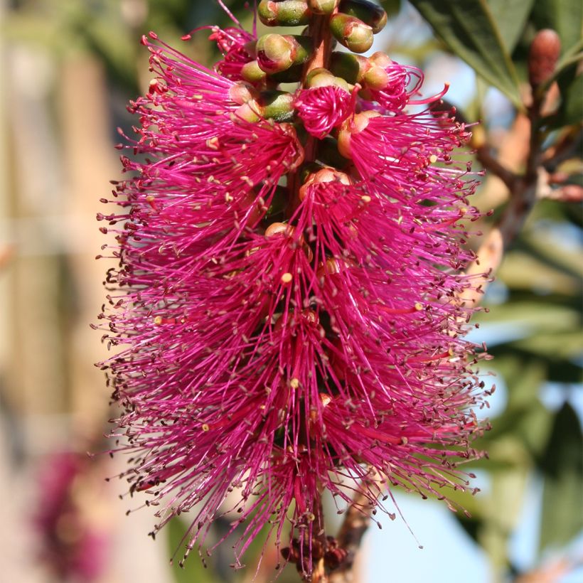 Callistemon violaceus - Limpiatubos (Floración)