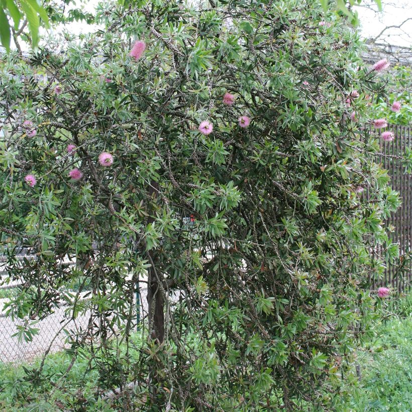 Callistemon violaceus - Limpiatubos (Porte)
