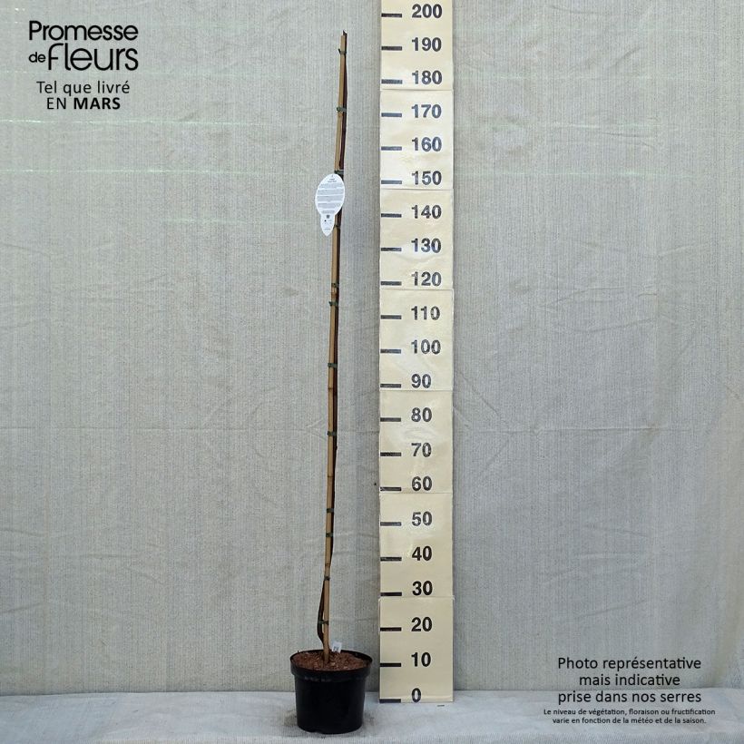 Robinia pseudoacacia Casque Rouge - Falsa acacia Maceta 4L/5L Ejemplar entregado en invierno