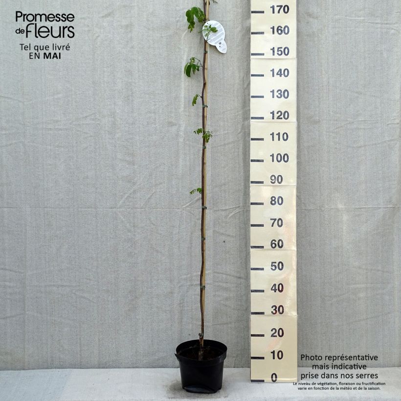 Robinia pseudoacacia Casque Rouge - Falsa acacia Maceta 4L/5L Ejemplar entregado en la primavera