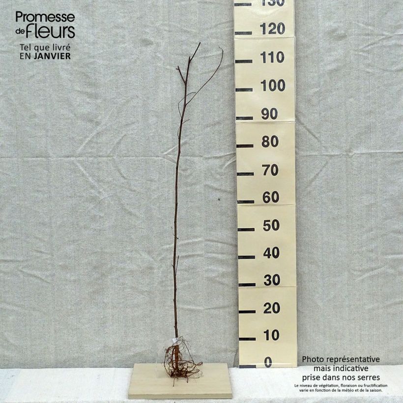 Robinia pseudoacacia - Falsa acacia Raíces desnudas Ejemplar entregado en invierno