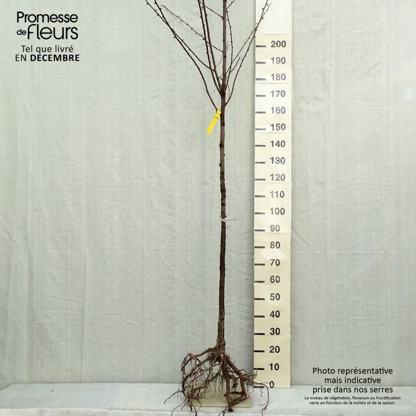 Robinia pseudoacacia - Falsa acacia Raíces desnudas Ejemplar entregado en invierno