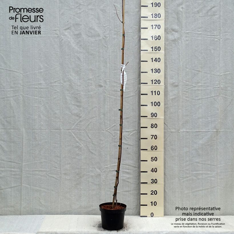 Robinia pseudoacacia Frisia - Falsa acacia Maceta 4L/5L Ejemplar entregado en invierno