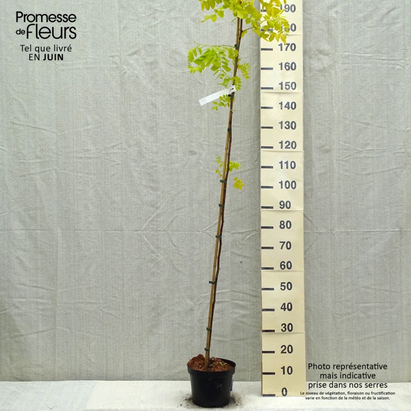 Robinia pseudoacacia Frisia - Falsa acacia Maceta 4L/5L Ejemplar entregado en la primavera
