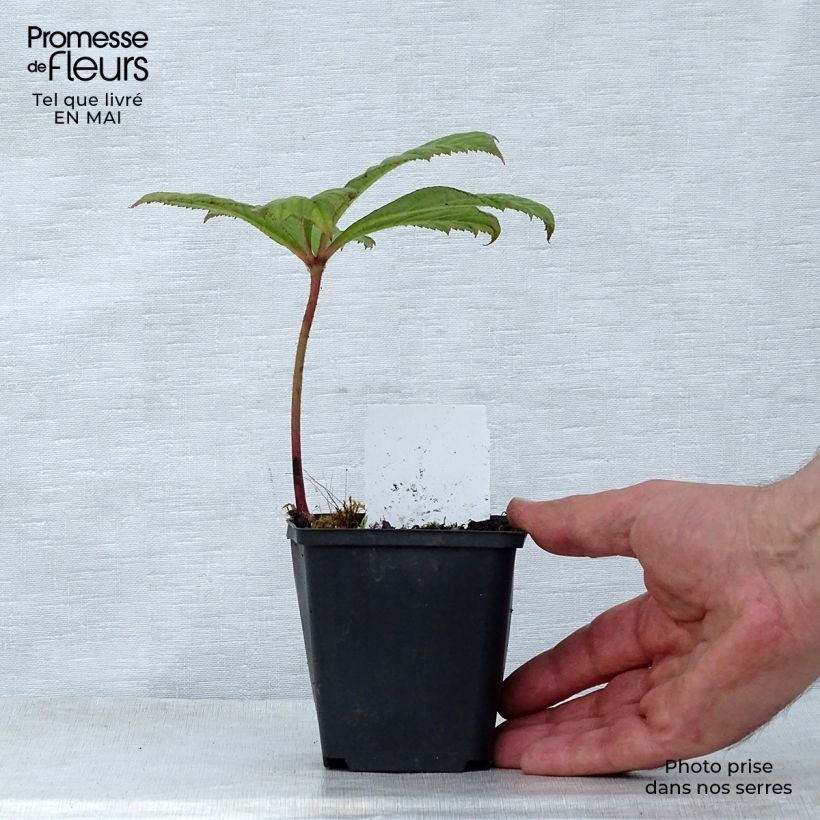 Rodgersia aesculifolia Irish Bronze Maceta de 8/9 cm Ejemplar entregado en la primavera