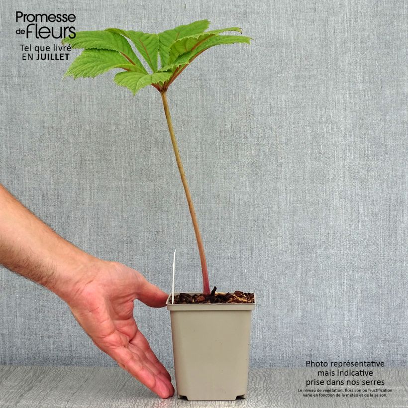 Ejemplar de Rodgersia aesculifolia Irish Bronze Maceta de 8/9 cm entregado en verano