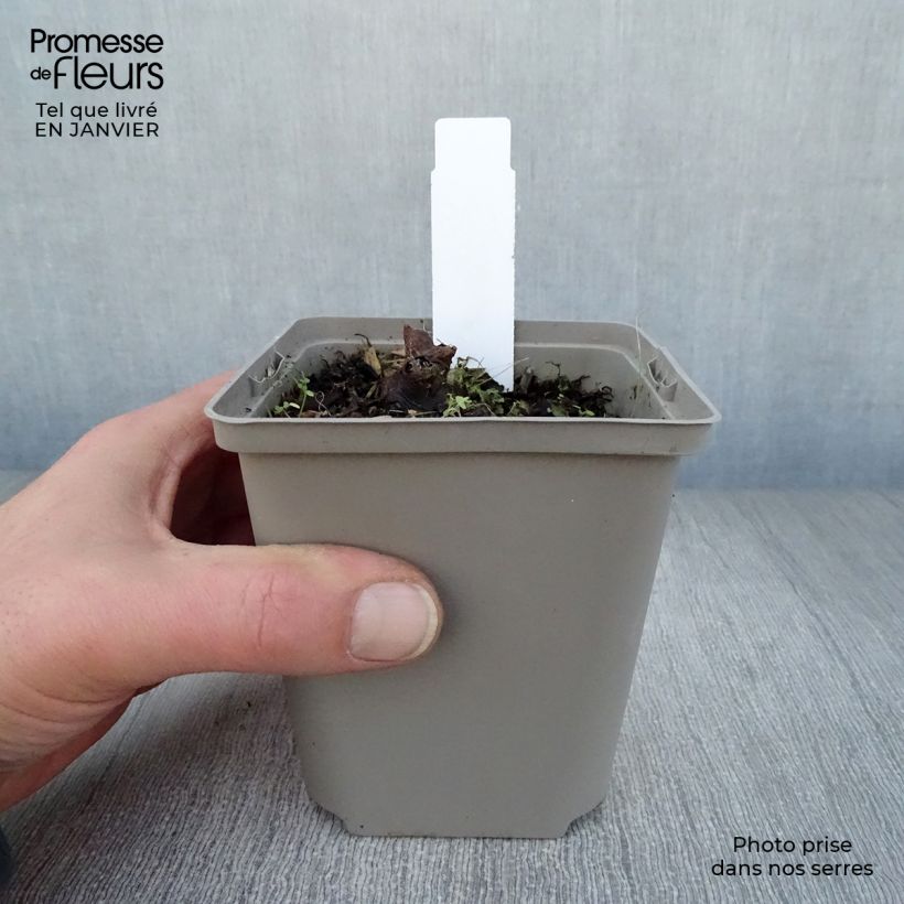 Rodgersia aesculifolia Irish Bronze Maceta de 8/9 cm Ejemplar entregado en invierno