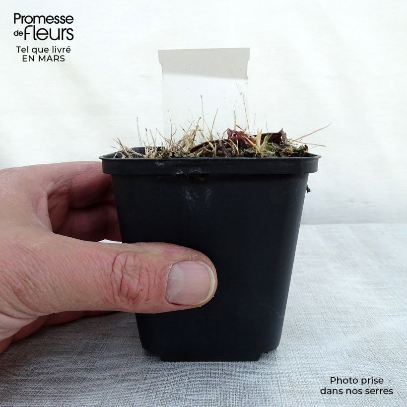 Rodgersia La Blanche Maceta de 8/9 cm Ejemplar entregado en la primavera