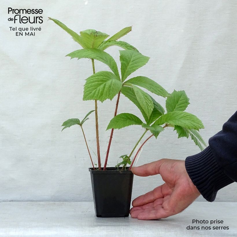 Rodgersia aesculifolia Maceta de 8/9 cm Ejemplar entregado en la primavera