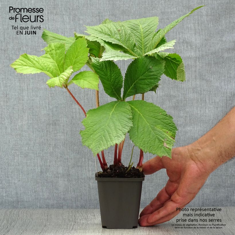Ejemplar de Rodgersia aesculifolia Maceta de 8/9 cm entregado en verano