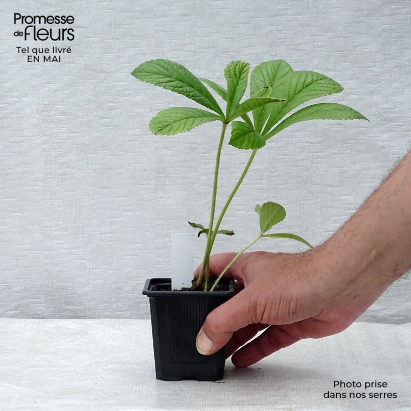 Rodgersia pinnata Maceta de 8/9 cm Ejemplar entregado en la primavera