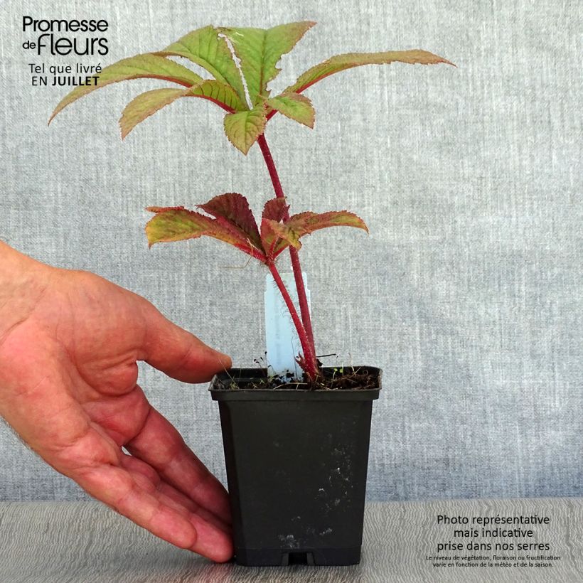 Ejemplar de Rodgersia pinnata Bronze Peacock Maceta de 8/9 cm entregado en verano