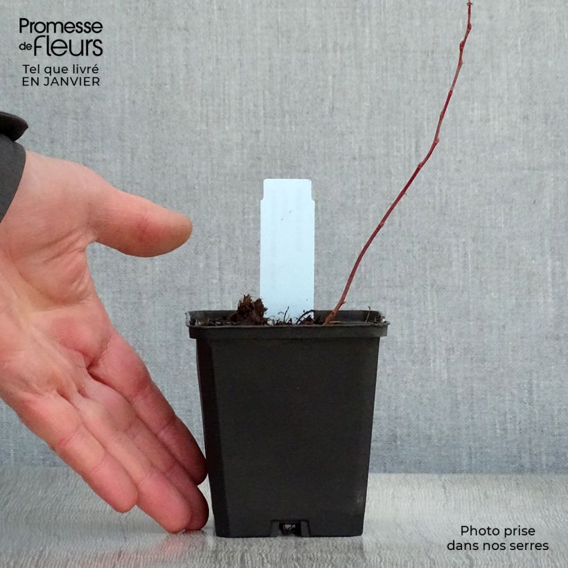 Rodgersia pinnata Bronze Peacock Maceta de 8/9 cm Ejemplar entregado en invierno