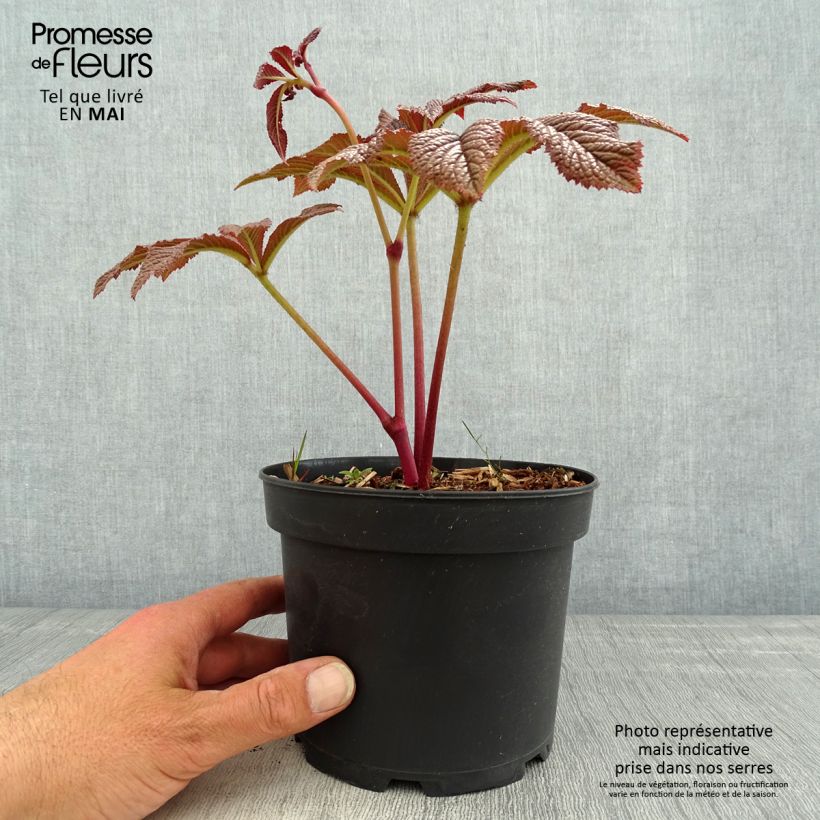 Rodgersia pinnata Bronze Peacock Maceta 2L/3L Ejemplar entregado en la primavera