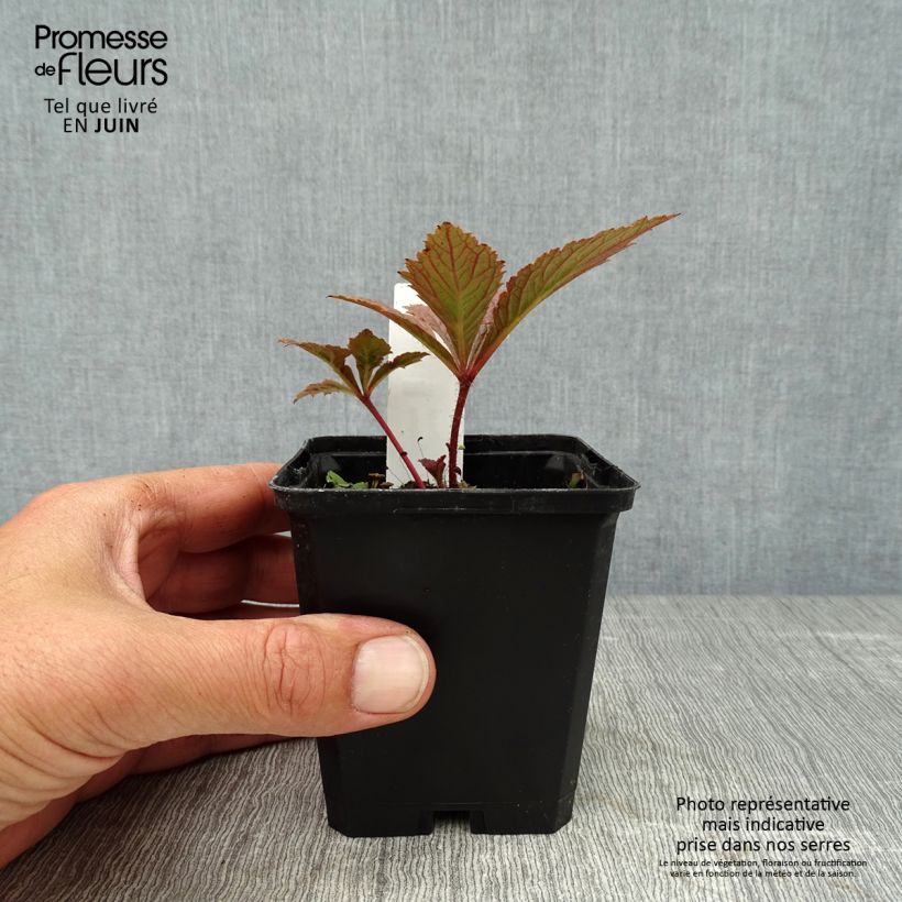 Ejemplar de Rodgersia pinnata Chocolate Wings Maceta de 8/9 cm entregado en verano