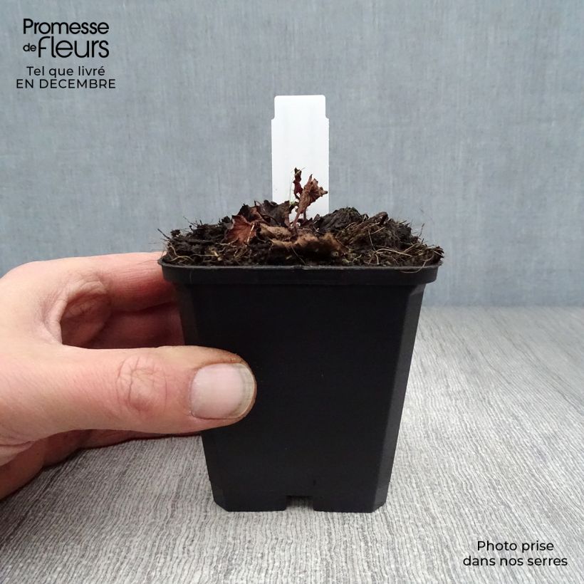 Rodgersia pinnata Chocolate Wings Maceta de 8/9 cm Ejemplar entregado en invierno