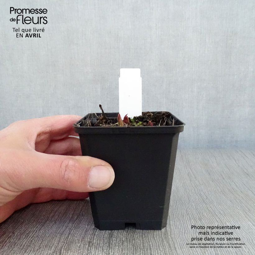 Rodgersia pinnata Chocolate Wings Maceta de 8/9 cm Ejemplar entregado en la primavera