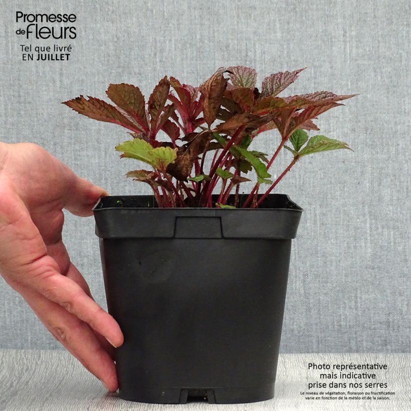 Ejemplar de Rodgersia pinnata Chocolate Wings Maceta 2L/3L entregado en verano