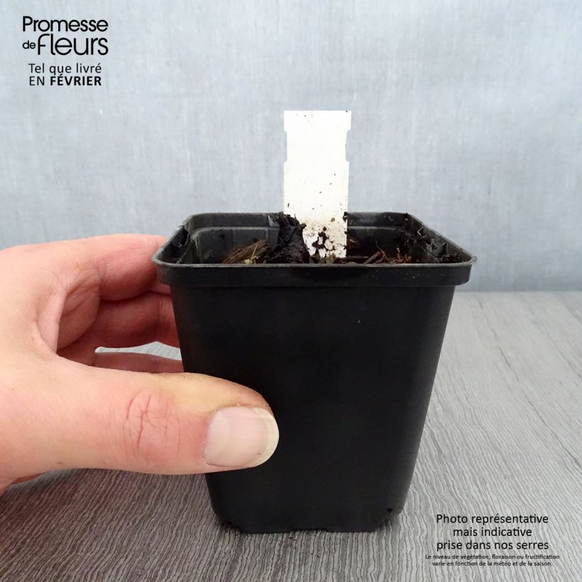 Rodgersia pinnata Dark Pokers Maceta de 8/9 cm Ejemplar entregado en invierno