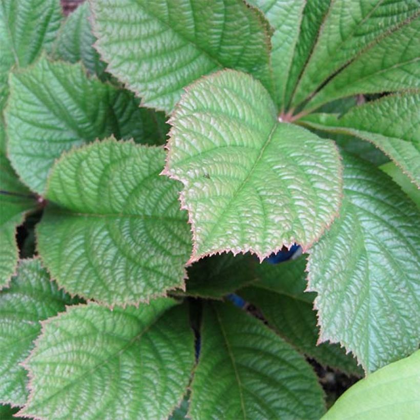 Rodgersia pinnata Elegans (Follaje)