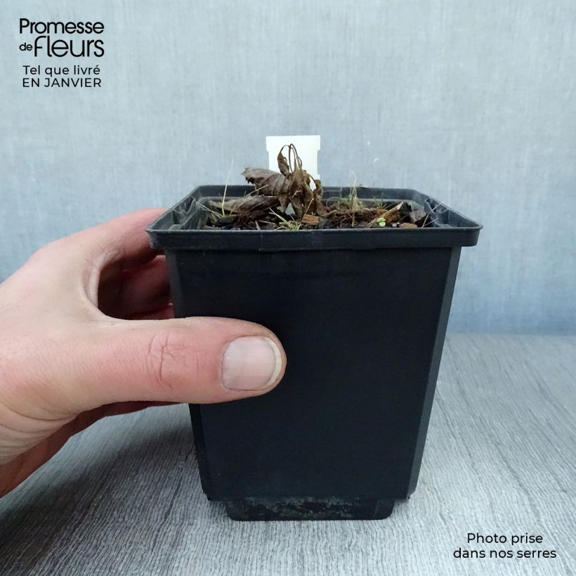 Rodgersia pinnata Elegans Maceta de 8/9 cm Ejemplar entregado en invierno