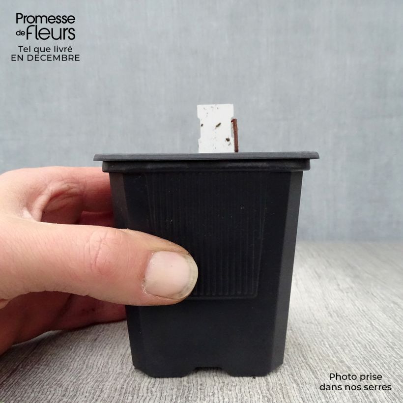 Rodgersia pinnata Maceta de 8/9 cm Ejemplar entregado en invierno