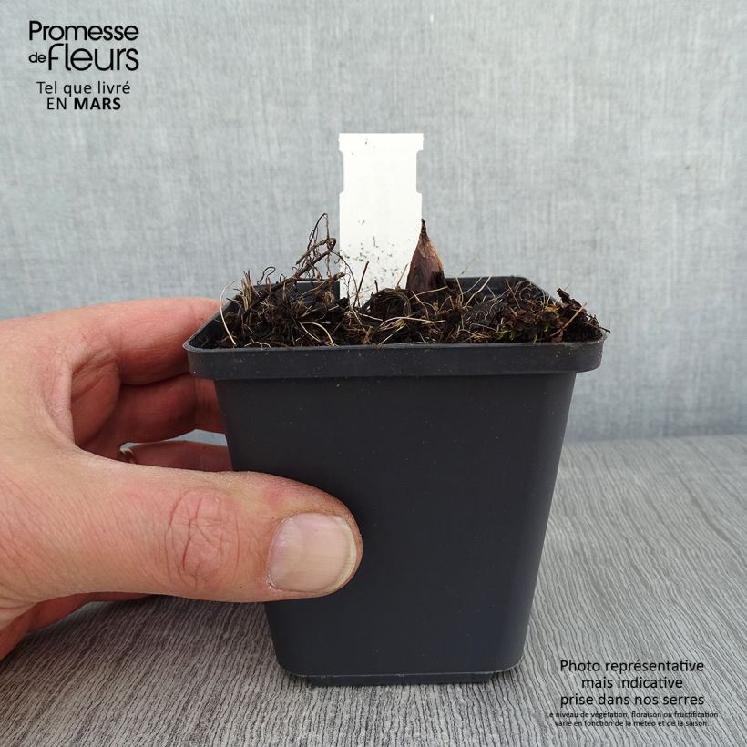 Rodgersia podophylla Maceta de 8/9 cm Ejemplar entregado en invierno