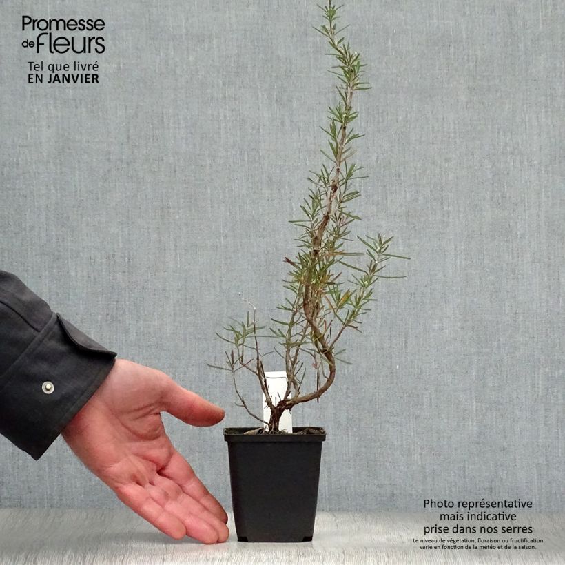 Romero Albiflorus Maceta de 8/9 cm Ejemplar entregado en invierno