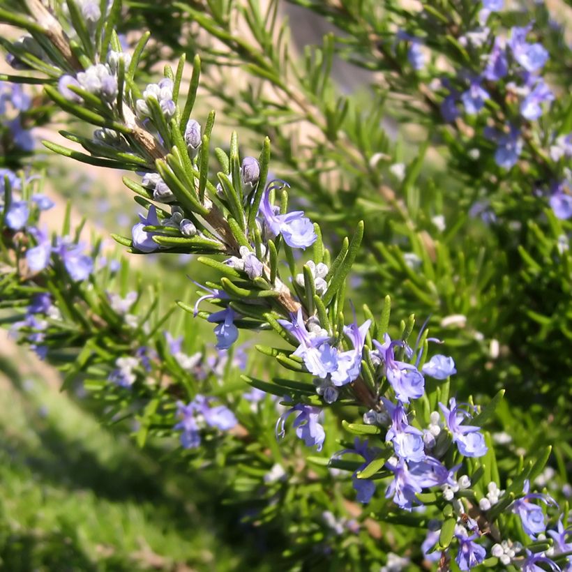 Romero BIO (semillas) - Rosmarinus officinalis (Floración)