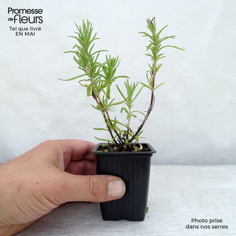 Romero - Rosmarinus officinalis Maceta de 7/8 cm Ejemplar entregado en la primavera