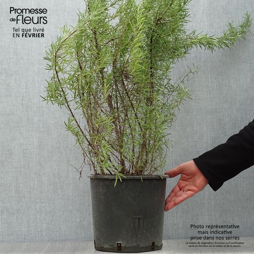 Romero - Rosmarinus officinalis Maceta 7,5L/10L Ejemplar entregado en invierno