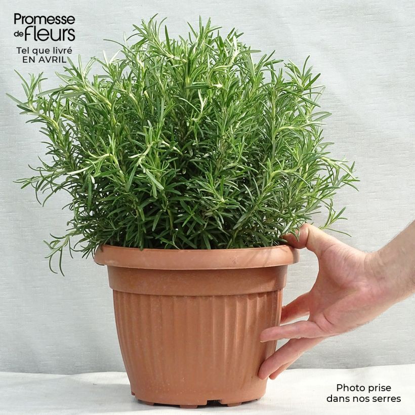 Romero - Rosmarinus officinalis Maceta 4L/5L Ejemplar entregado en la primavera