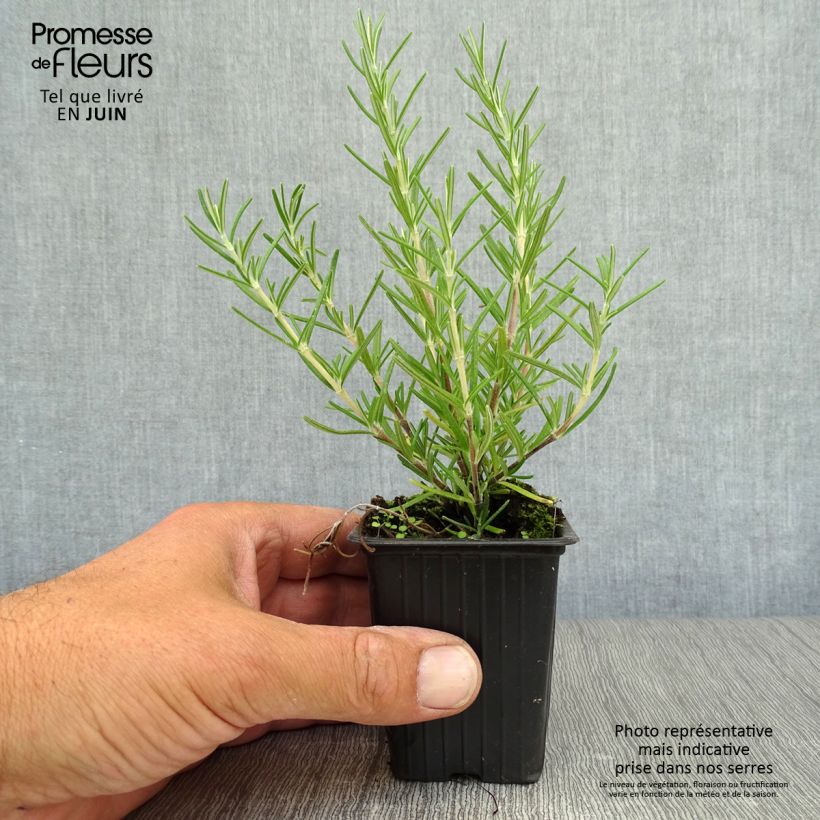 Ejemplar de Romero Prostratus Maceta de 7/8 cm entregado en verano