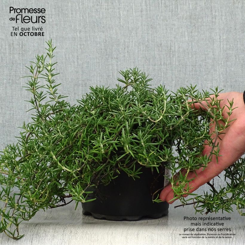 Ejemplar de Romero Prostratus Maceta 1L/1,5L entregado en otoño